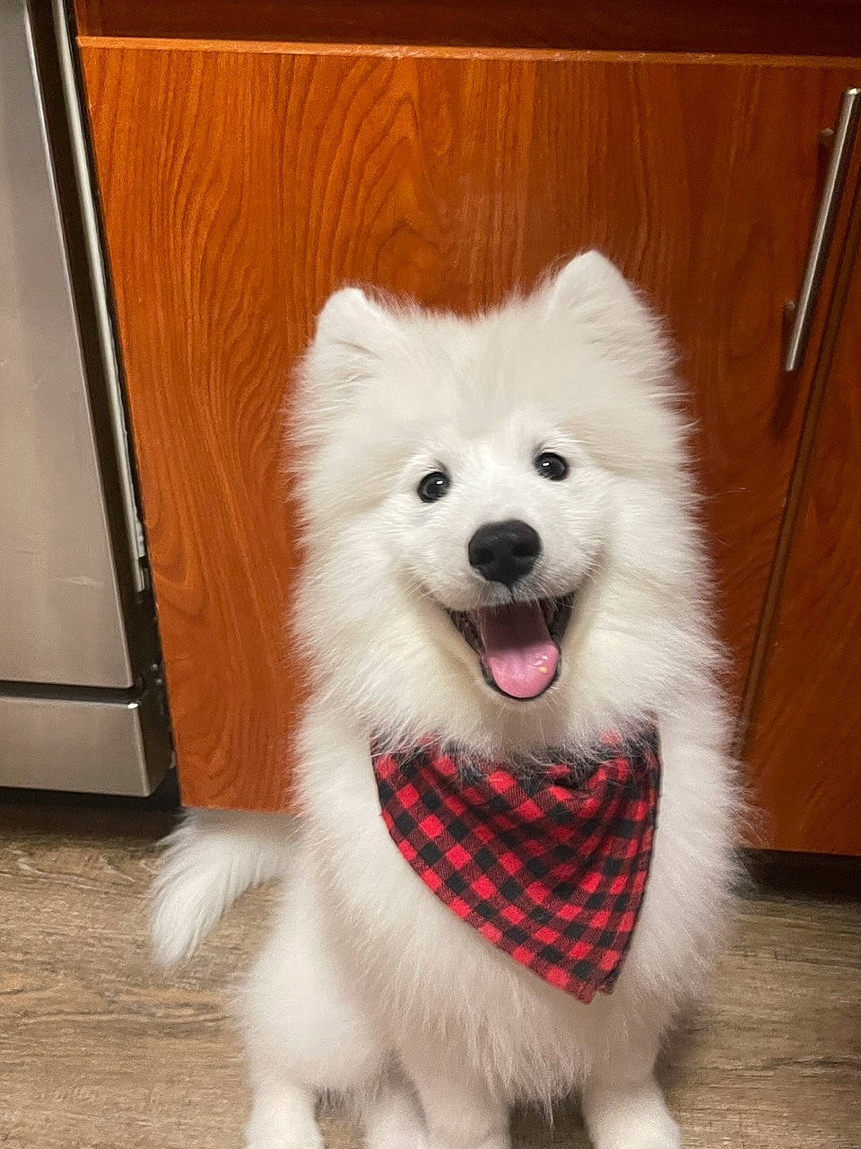 Teddy joined the competition — help win amazing prizes! ancient_dog_breeds, canidae, carnivore, collar, companion_dog, dog, dog_breed, dog_supply, fur, german_spitz, german_spitz_klein, japanese_spitz, non_sporting_group, pet_supply, samoyed, snout, spitz, sporting_group, volpino_italiano, working_dog