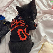 Dakota joined the competition — help win amazing prizes! kitten, black_cat, pet_clothing, bed, white_bedspread, toy, looking_back, cute, indoor, feline, animal, small_pet, soft_texture, fur, playful, resting, young_cat, domestic_cat, cozy, curious