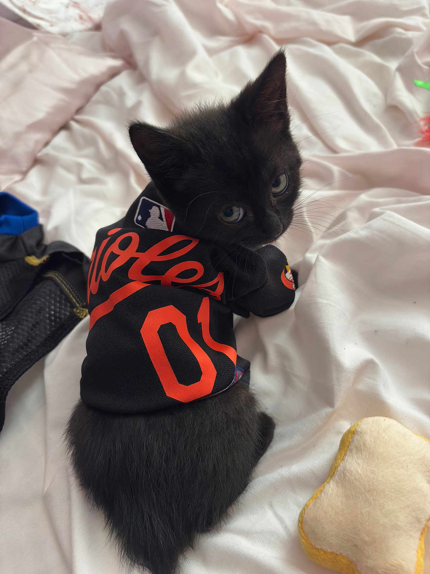 Dakota joined the competition — help win amazing prizes! kitten, black_cat, pet_clothing, bed, white_bedspread, toy, looking_back, cute, indoor, feline, animal, small_pet, soft_texture, fur, playful, resting, young_cat, domestic_cat, cozy, curious