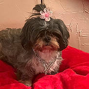 Micah joined the competition — help win amazing prizes! accessory, animal, cozy, cute, cute_pet, decor, dog, flower_clip, fluffy, fur, home, indoor, necklace, pet, portrait, red_blanket, relaxing, resting, small_dog, texture