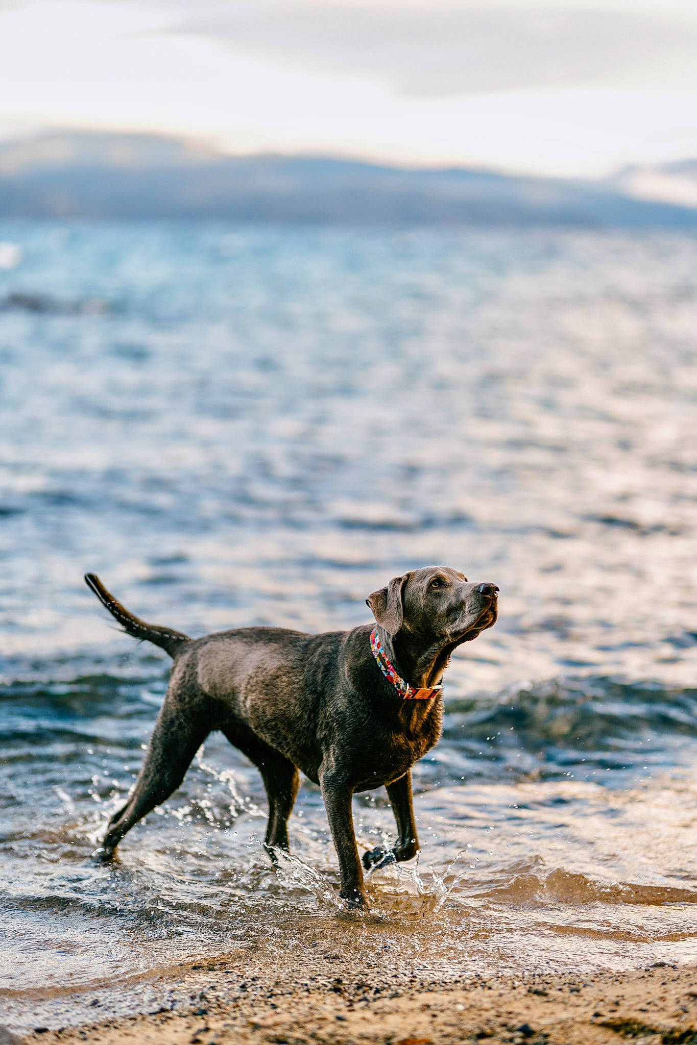 Cedar joined the competition — help win amazing prizes! beach, canidae, carnivore, cloud, coast, dog, dog_breed, fawn, horizon, lake, ocean, rock, sand, shore, sky, tail, water, wind_wave, wood, working_animal
