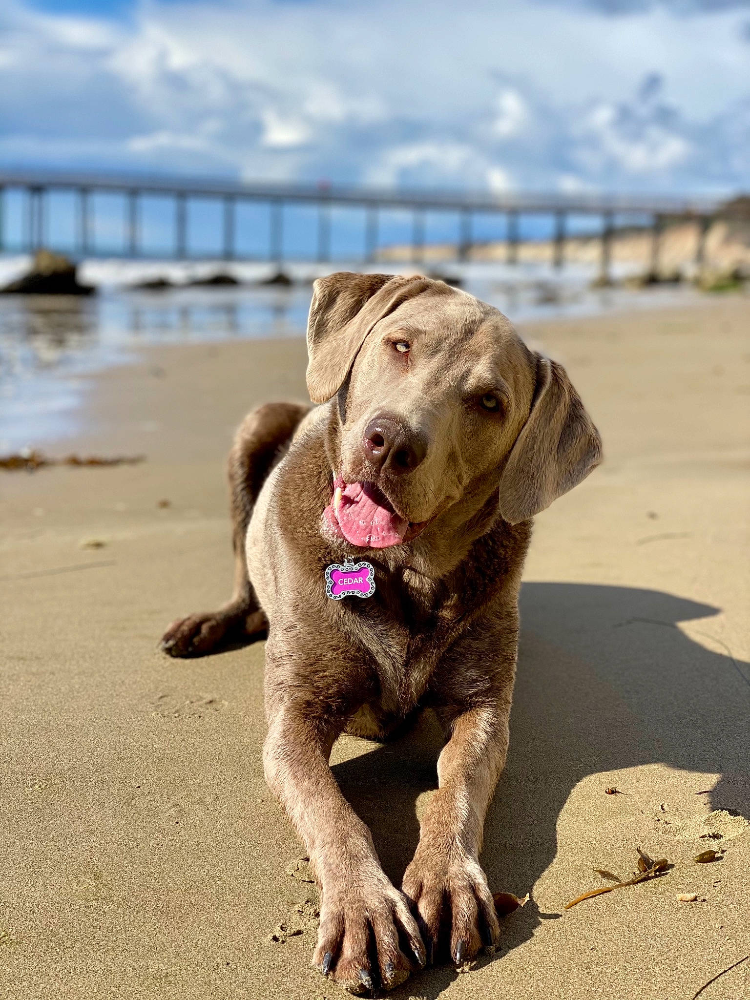 Cedar is registered to the contest to win money with this photo: beach, carnivore, cloud, coast, collar, companion_dog, dog, dog_breed, dog_collar, fawn, leash, liver, ocean, paw, sand, sky, sporting_group, tail, water, working_animal