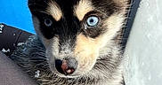 Shiloh is registered to the contest to win money with this photo: puppy, dog, husky, siberian_husky, blue_eyes, snow, snowflakes, close_up, portrait, face, ears, paws, fur, black_and_white, outdoor, window, winter, cute, animal, photography