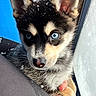 puppy, dog, husky, siberian_husky, blue_eyes, snow, snowflakes, close_up, portrait, face, ears, paws, fur, black_and_white, outdoor, window, winter, cute, animal, photography