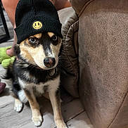 Shiloh joined the competition — help win amazing prizes! dog, puppy, beanie, hat, smiley_face, black_and_white, tan, pet, animal, portrait, sitting, indoors, couch, furniture, wood_floor, collar, cute, funny, companion, photography