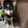 dog, puppy, beanie, hat, smiley_face, black_and_white, tan, pet, animal, portrait, sitting, indoors, couch, furniture, wood_floor, collar, cute, funny, companion, photography