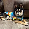 dog, husky, sunglasses, shirt, striped_clothing, colorful, lying_down, pet, animal, fluffy, black_and_white, brown_fur, indoor, floor, wood_floor, furniture, portrait, close_up, fashion, funny