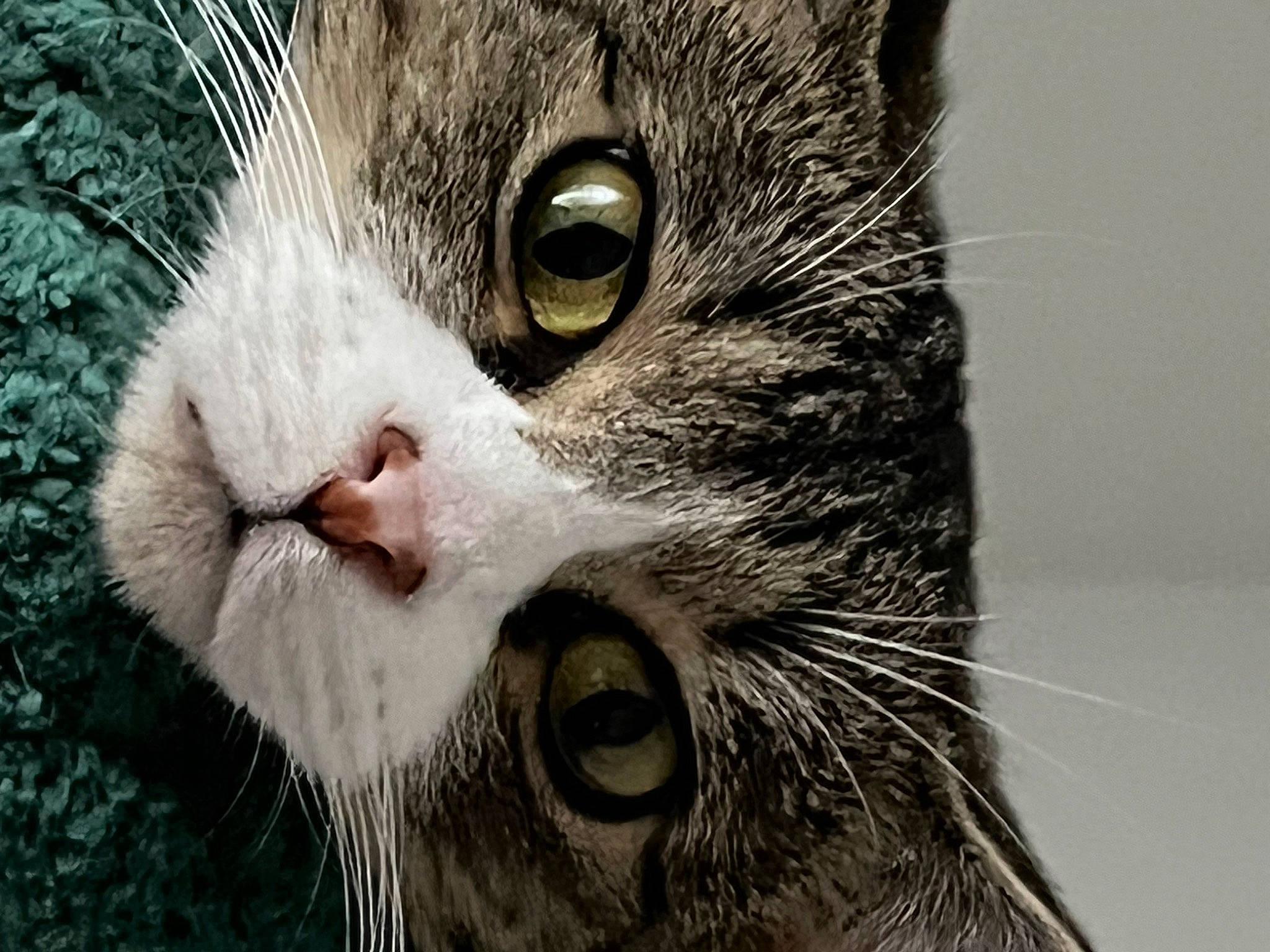 Dallas joined the competition — help win amazing prizes! carnivore, cat, close_up, domestic_short_haired_cat, felidae, fur, grass, small_to_medium_sized_cats, snout, tree, whiskers, wildlife