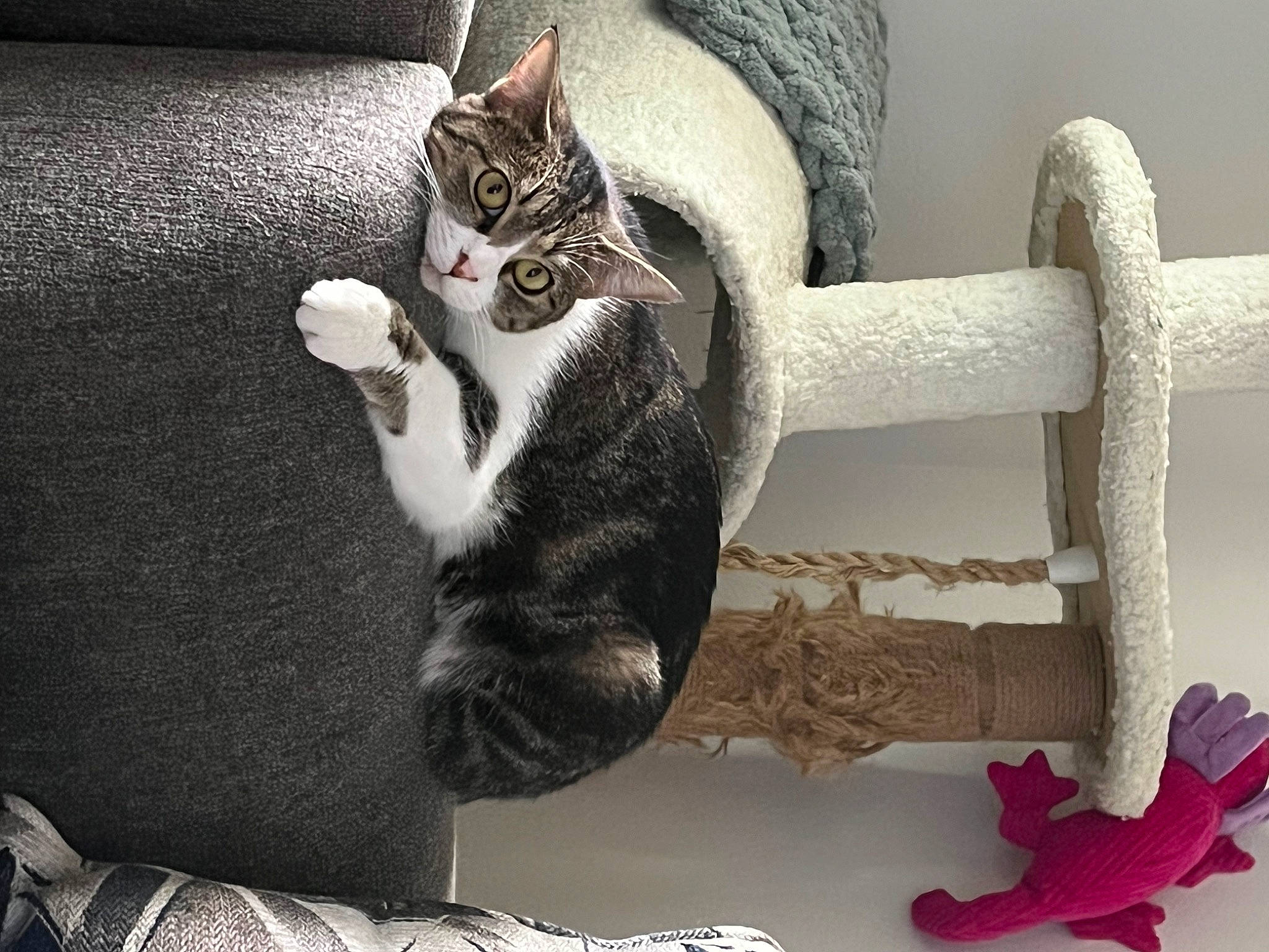 Dallas is registered to the contest to win money with this photo: carnivore, cat, cat_supply, comfort, creative_arts, domestic_short_haired_cat, felidae, fur, grey, linens, metal, paw, pet_supply, room, small_to_medium_sized_cats, tail, textile, tree, whiskers, wood