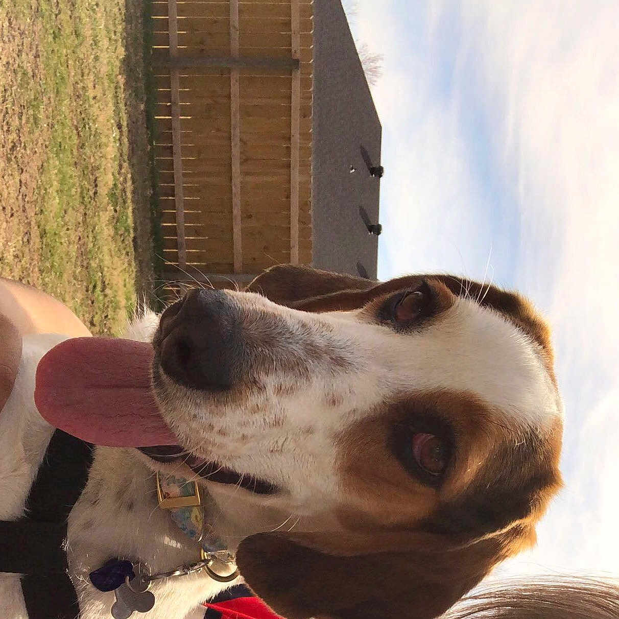 Lucille is registered to the contest to win money with this photo: canidae, carnivore, dog, dog_breed, ear, mammal, nose, pointer, snout, sporting_group