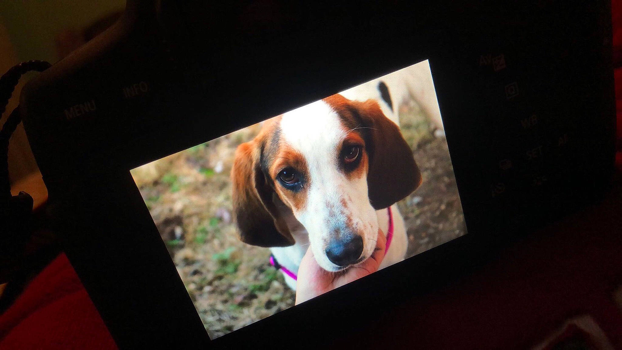Lucille joined the competition — help win amazing prizes! american_foxhound, beagle, beagle_harrier, canidae, carnivore, coonhound, dog, dog_breed, drever, english_foxhound, estonian_hound, finnish_hound, hamiltonstovare, harrier, hound, mammal, pocket_beagle, serbian_tricolour_hound, snout, vertebrate