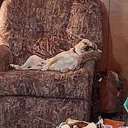 King is registered to the contest to win money with this photo: dog, sleeping, armchair, patterned_fabric, indoor, wooden_wall, photos, relaxing, pet, cozy, living_room, furniture, resting, canine, domestic, home, casual, comfort, napping, decor