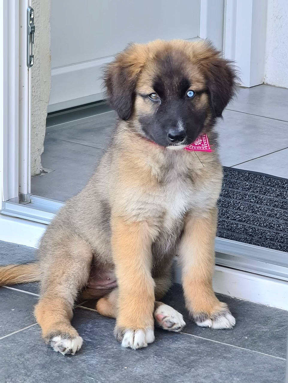 Oda a rejoint le concours — aidez-le/la à gagner de superbes lots ! ancient_dog_breeds, canidae, carnivore, companion_dog, dog, dog_breed, door, fawn, fur, gas, pet_supply, puppy, snout, sporting_group, tail, working_animal, working_dog