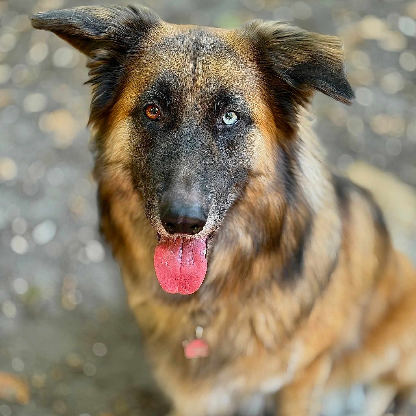 Oda a rejoint le concours — aidez-le/la à gagner de superbes lots ! animal, blue_eye, blurred_background, brown_eye, brown_fur, canine, close_up, collar, dog, ears_up, friendly, fur, happy, heterochromia, looking_up, nature, outdoor, pet, portrait, tongue_out