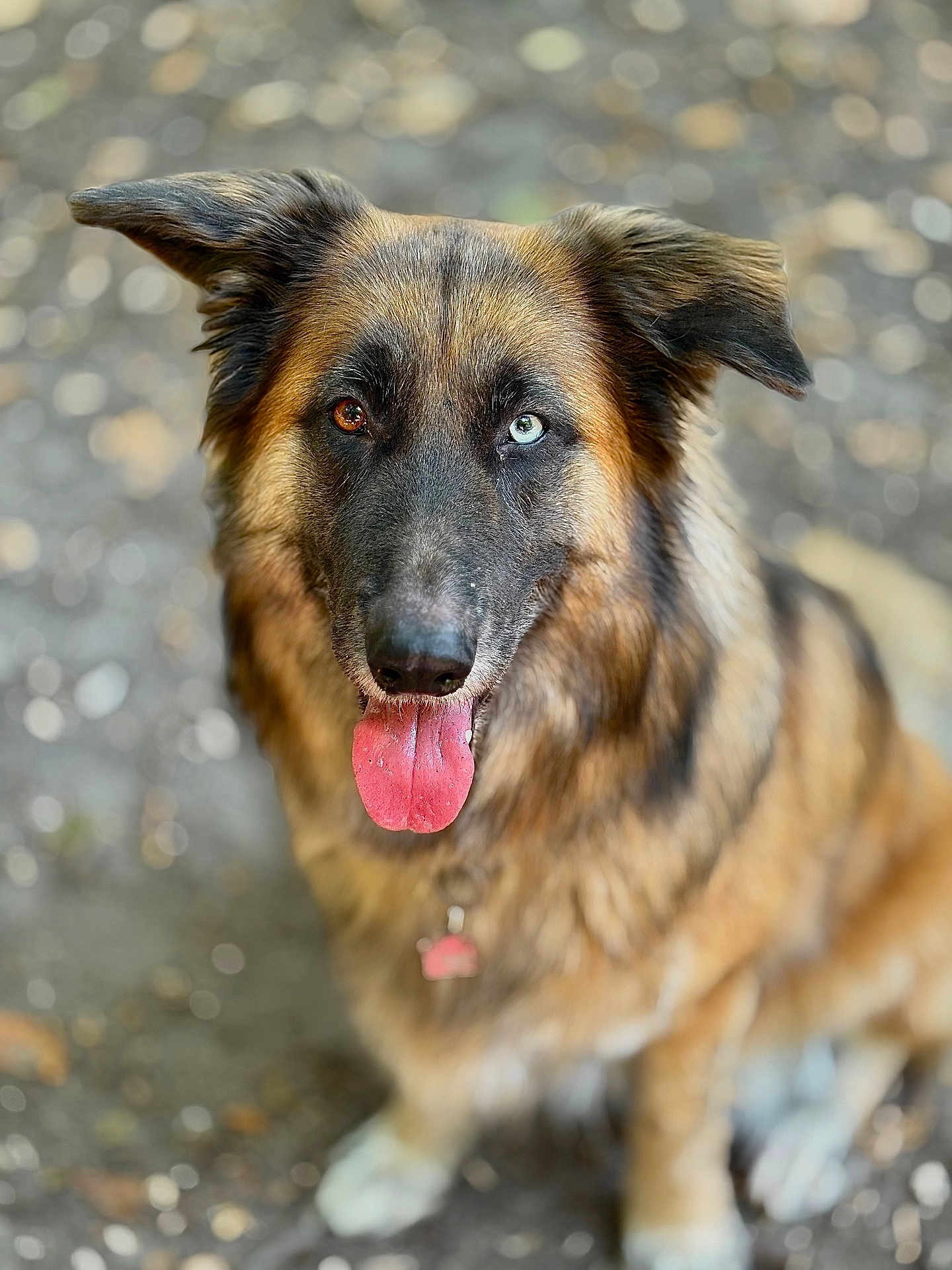 Oda a rejoint le concours — aidez-le/la à gagner de superbes lots ! animal, blue_eye, blurred_background, brown_eye, brown_fur, canine, close_up, collar, dog, ears_up, friendly, fur, happy, heterochromia, looking_up, nature, outdoor, pet, portrait, tongue_out