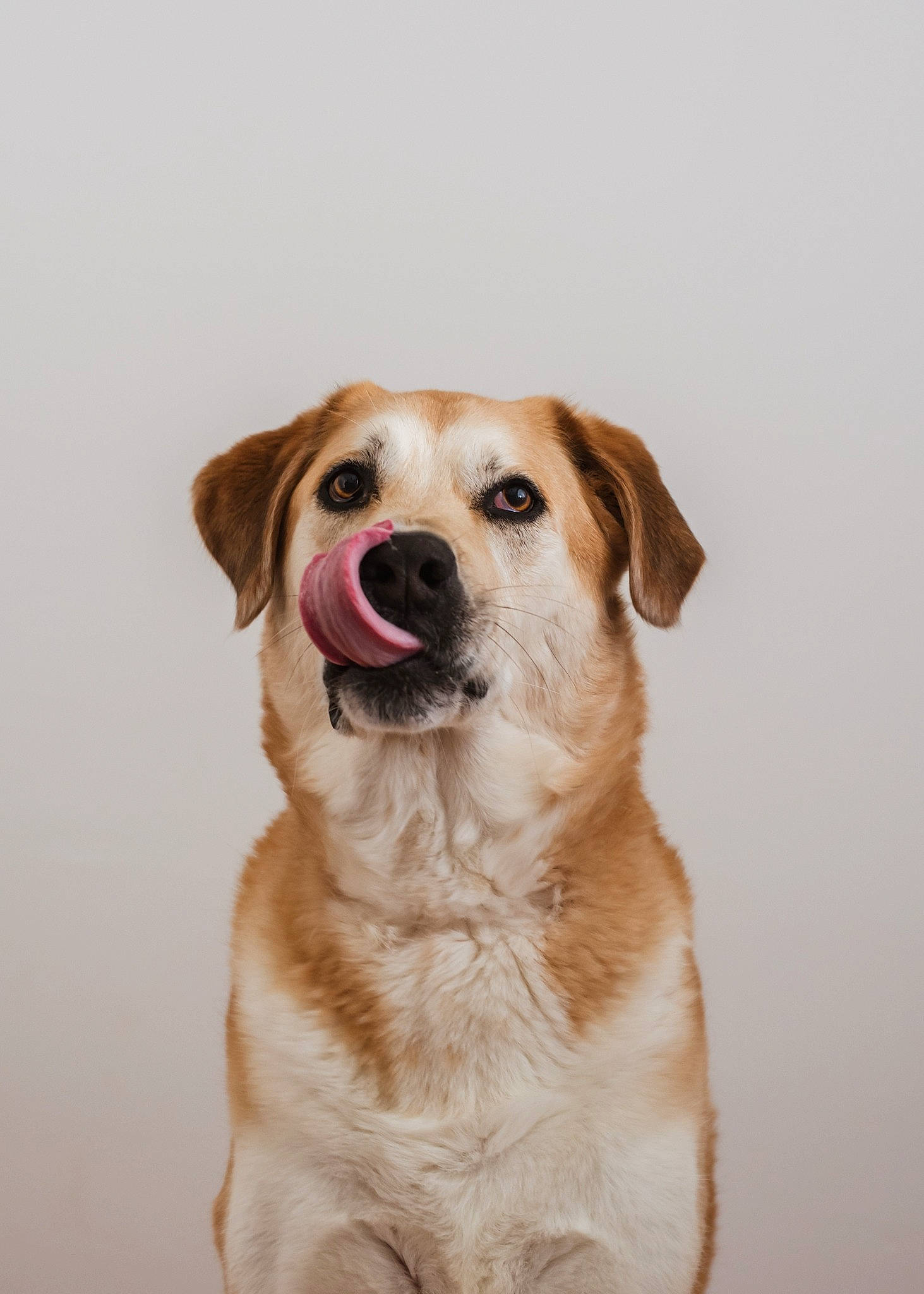 Nemo participe au concours pour gagner de l'argent avec cette photo : ancient_dog_breeds, canidae, carnivore, collar, companion_dog, dog, dog_breed, dog_collar, fawn, fur, gun_dog, labrador_retriever, retriever, snout, snow, sporting_group, whiskers, working_animal, working_dog