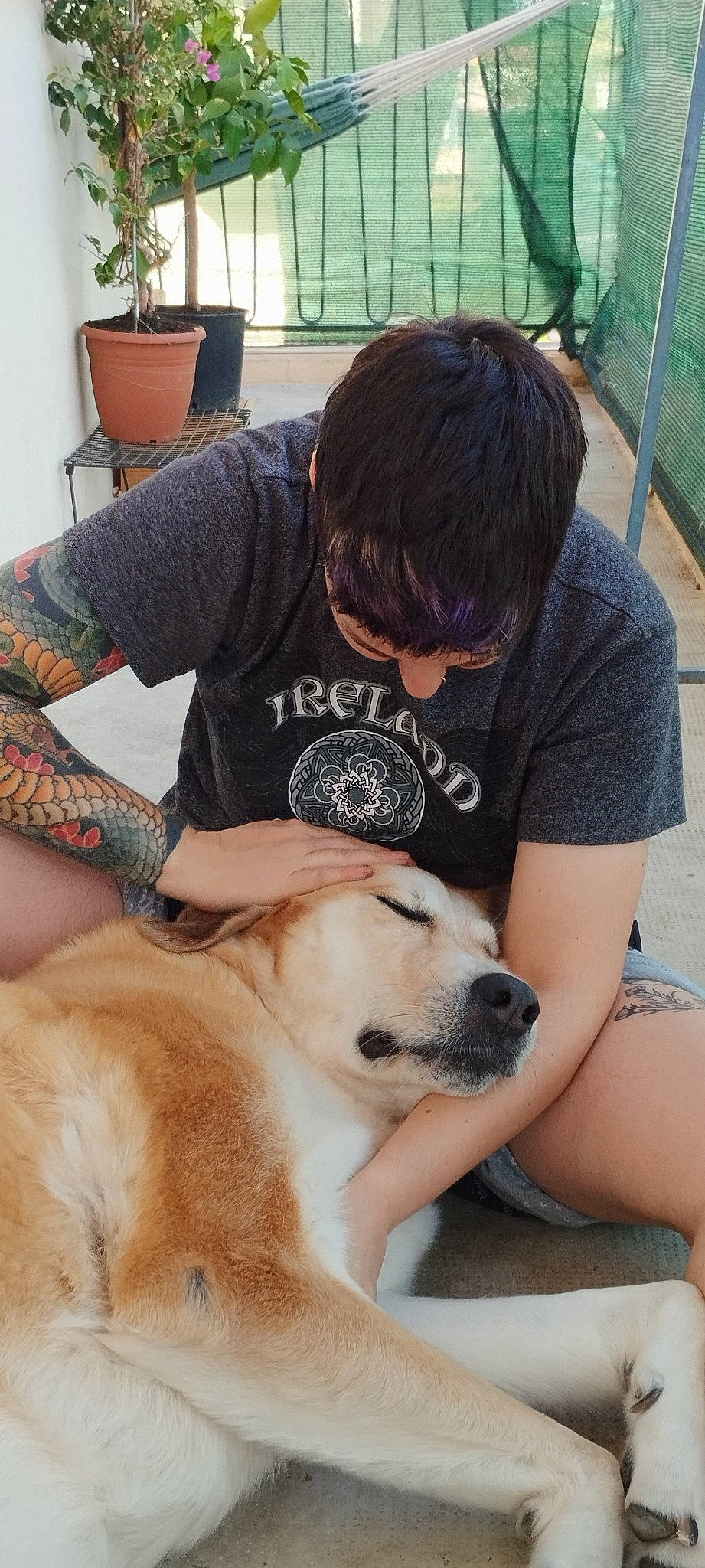 Nemo a rejoint le concours — aidez-le/la à gagner de superbes lots ! arm, canidae, carnivore, chair, comfort, companion_dog, dog, dog_breed, fawn, flooring, flowerpot, fur, houseplant, human_leg, plant, sitting, snout, sporting_group, t_shirt, thigh