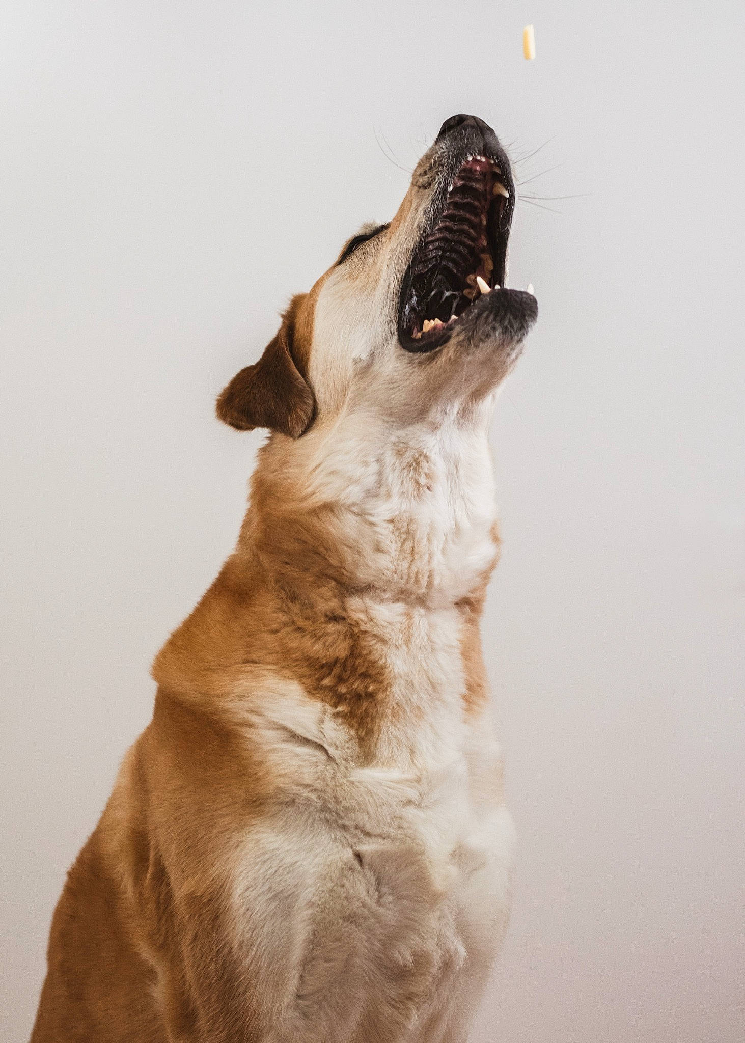 Nemo participe au concours pour gagner de l'argent avec cette photo : ancient_dog_breeds, canidae, carnivore, companion_dog, dog, dog_breed, fawn, fur, gesture, liver, non_sporting_group, paw, snout, sporting_group, tail, toy_dog, whiskers, wood, working_animal