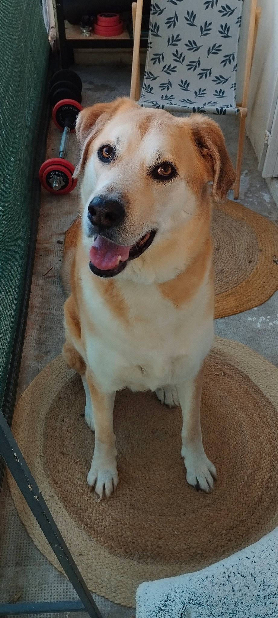 Nemo a rejoint le concours — aidez-le/la à gagner de superbes lots ! canidae, carnivore, collar, companion_dog, dog, dog_breed, dog_collar, fawn, flooring, fur, hardwood, paw, pet_supply, snout, sporting_group, street_dog, whiskers, wood, working_animal, working_dog