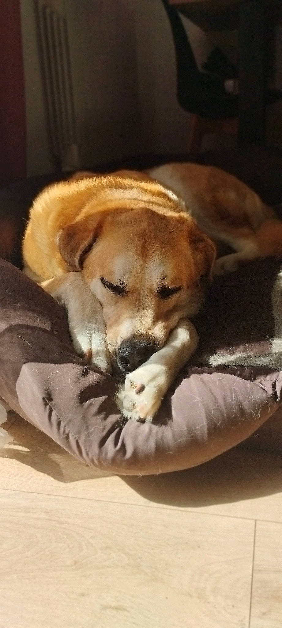 Nemo a rejoint le concours — aidez-le/la à gagner de superbes lots ! carnivore, comfort, companion_dog, dog, dog_breed, dog_supply, fur, nap, paw, puppy_love, sporting_group, water_bottle, working_animal