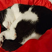 Cake is registered to the contest to win money with this photo: cat, black_and_white, sleeping, curled_up, pet, feline, indoor, blanket, red, cozy, resting, fur, whiskers, paw, cute, animal, domestic, relaxed, comfort, nap