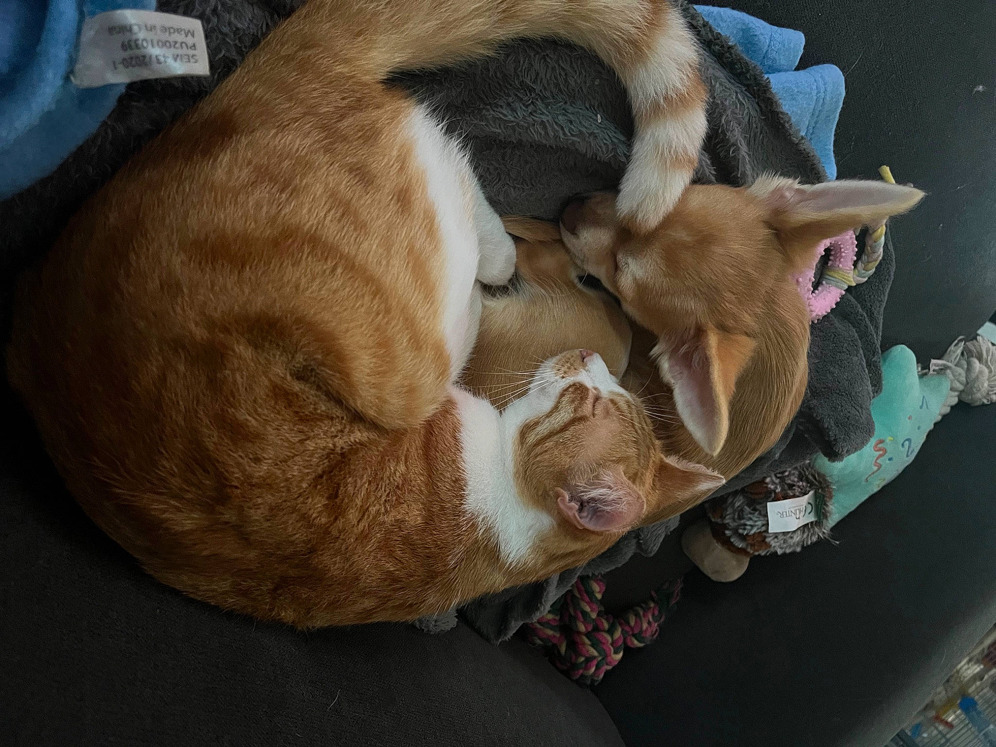 Tess participe au concours pour gagner de l'argent avec cette photo : canidae, carnivore, cat, cat_supply, comfort, companion_dog, dog, dog_breed, domestic_short_haired_cat, fawn, felidae, fur, paw, small_to_medium_sized_cats, snout, sporting_group, tail, whiskers, wood, working_animal