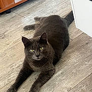 Mi Chat a rejoint le concours — aidez-le/la à gagner de superbes lots ! cat, gray_cat, pet, indoor, wooden_floor, furniture, cabinet, books, decor, animal, feline, relaxed, stretching, yellow_eyes, looking, floor, domestic_animal, home, mammal, quiet