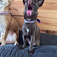 Abby a rejoint le concours — aidez-le/la à gagner de superbes lots ! dog, small_dog, chihuahua, yawning, tongue_out, collar, wooden_wall, cushion, indoor, pet, cute, animal, fur, ears, sitting, two_dogs, brown_dog, black_dog, companion, domestic_animal