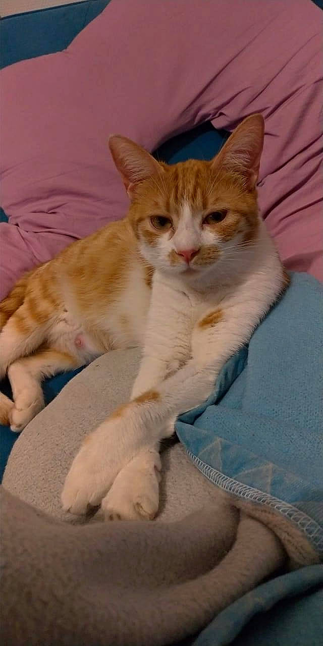 Zoé a rejoint le concours — aidez-le/la à gagner de superbes lots ! carnivore, cat, claw, comfort, domestic_short_haired_cat, fawn, felidae, foot, fur, paw, sitting, small_to_medium_sized_cats, snout, tail, whiskers