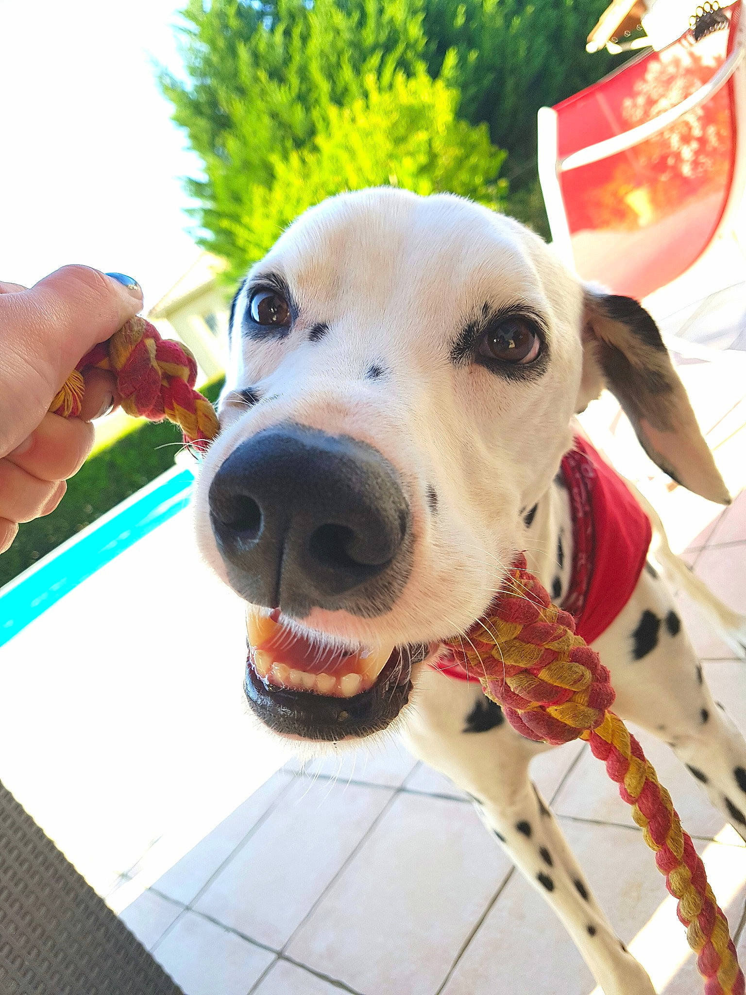 Gnocchi a rejoint le concours — aidez-le/la à gagner de superbes lots ! carnivore, collar, companion_dog, dog, dog_breed, dog_clothes, dog_collar, dog_supply, fashion_accessory, fawn, leash, lifejacket, pet_supply, retriever, sky, snout, sporting_group, tree, whiskers, working_animal