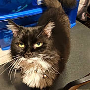 Mama Kitty is registered to the contest to win money with this photo: cat, black_and_white, fluffy, green_eyes, collar, bell, table, indoor, curious, pet, feline, whiskers, tail, storage_bins, domestic, fur, close_up, looking_up, animal, cute