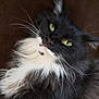 Mama Kitty is registered to the contest to win money with this photo: cat, fluffy, black_and_white, green_eyes, whiskers, fur, pet, close_up, portrait, animal, cute, feline, domestic_cat, soft, cozy, indoor, looking_up, muzzle, long_hair, relaxed
