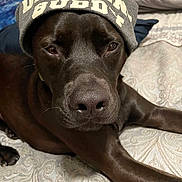Cyrus is registered to the contest to win money with this photo: dog, beanie, hat, bed, brown_dog, pet, canine, indoor, closeup, face, animal, resting, relaxed, cute, companion, sleepy, fur, snout, paw, friend