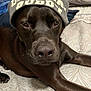 dog, beanie, hat, bed, brown_dog, pet, canine, indoor, closeup, face, animal, resting, relaxed, cute, companion, sleepy, fur, snout, paw, friend
