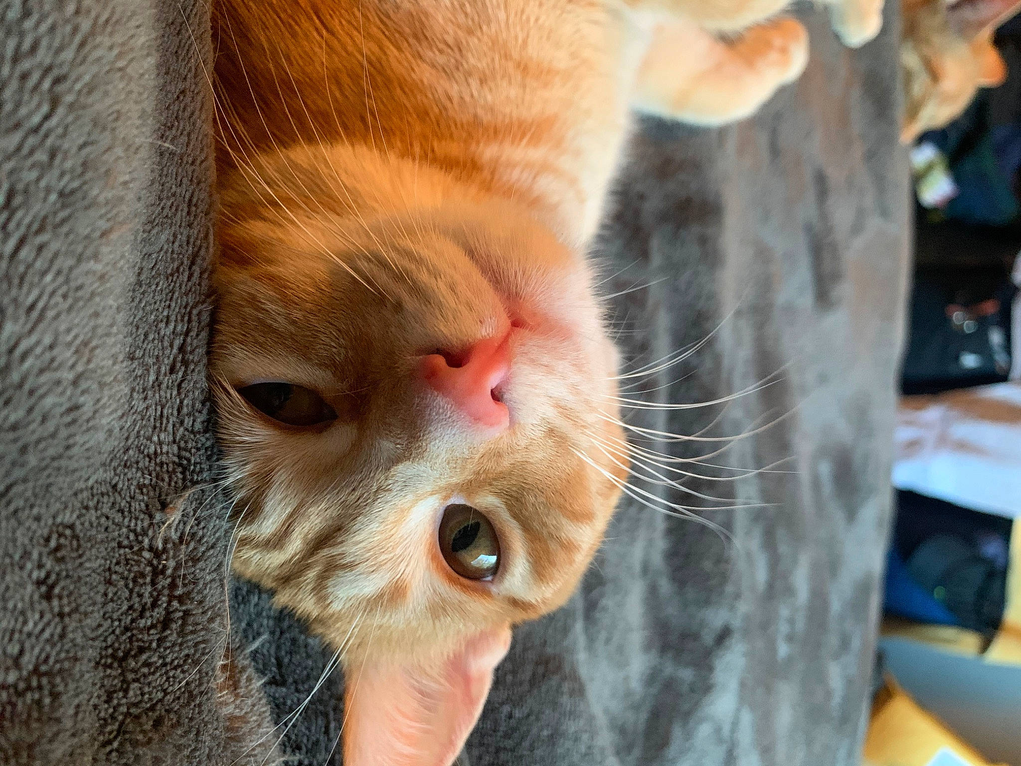Topaz is registered to the contest to win money with this photo: animal_shelter, carnivore, cat, claw, domestic_short_haired_cat, ear, eyelash, fawn, felidae, fur, nail, nose, paw, small_to_medium_sized_cats, snout, terrestrial_animal, whiskers