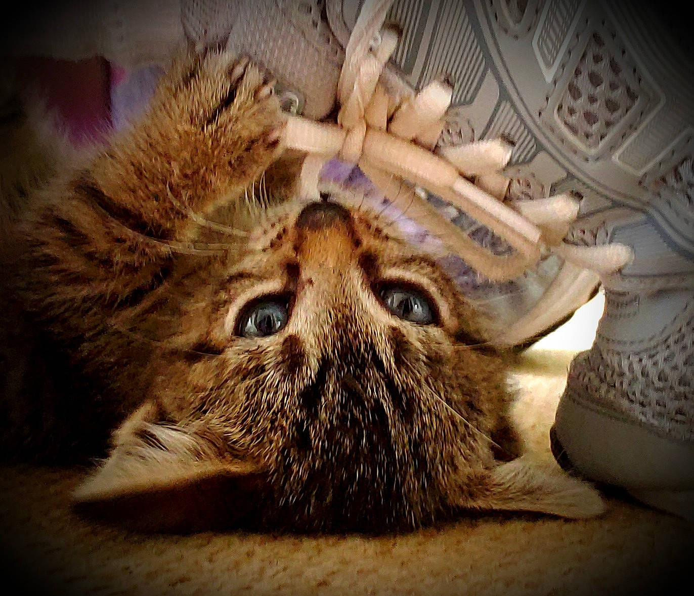 Pipsqueak joined the competition — help win amazing prizes! carnivore, cat, claw, comfort, domestic_short_haired_cat, eye, fawn, felidae, fur, head, jaw, nap, paw, sleep, small_to_medium_sized_cats, snout, terrestrial_animal, whiskers, wildlife, wood