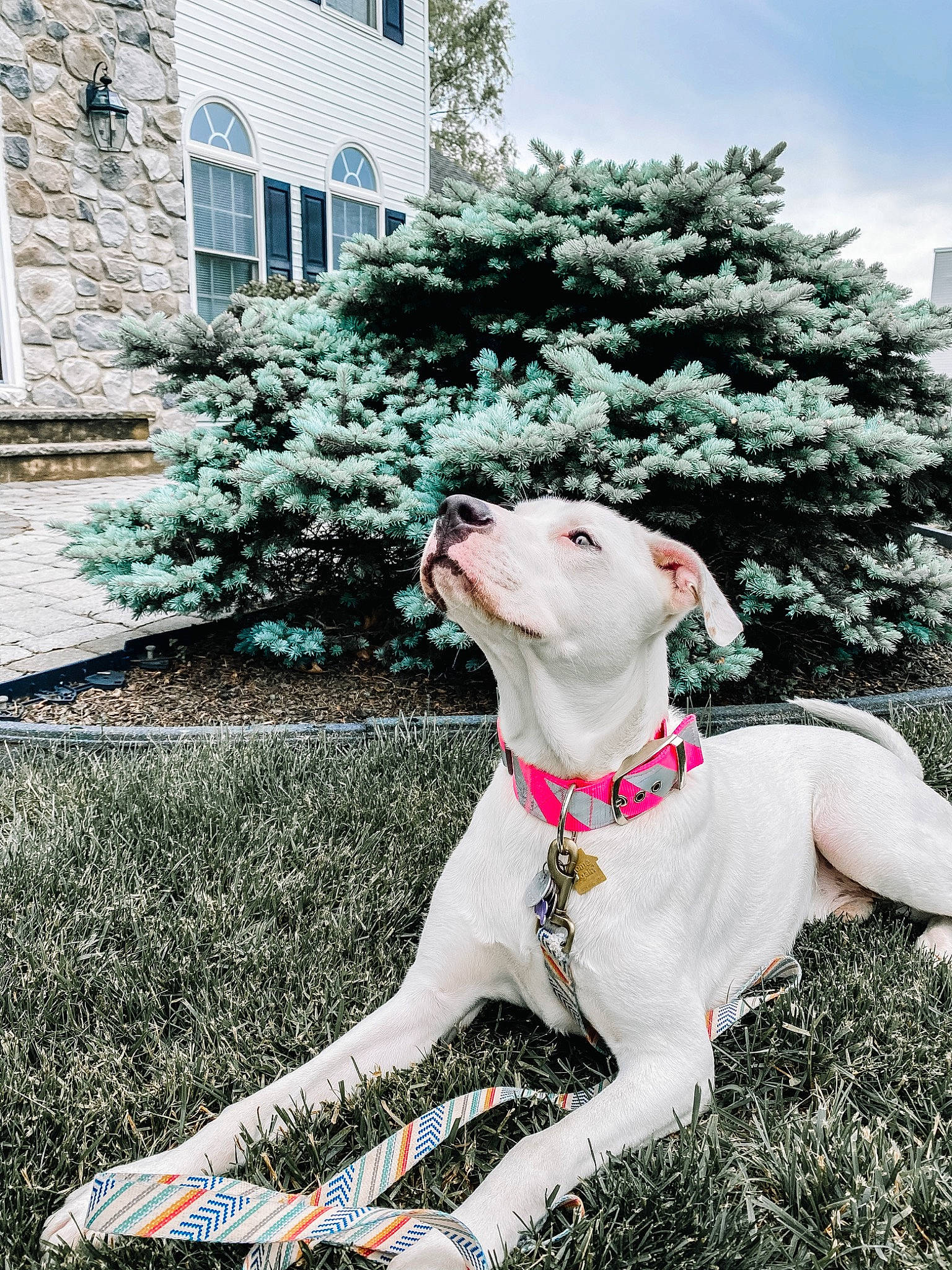 Stew joined the competition — help win amazing prizes! american_pit_bull_terrier, canidae, carnivore, dog, dog_breed, dog_collar, ear, fawn, grass, great_dane, guard_dog, leash, non_sporting_group, pit_bull, plant, pointer, sitting, sporting_group, spring, tree