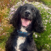 Olly is registered to the contest to win money with this photo: dog, black_dog, happy, tongue_out, wildflowers, grass, rocks, shoreline, outdoor, nature, pet, collar, smiling, cute, fur, animal, spring, playful, landscape, excited