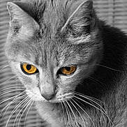 Doudou a rejoint le concours — aidez-le/la à gagner de superbes lots ! cat, whiskers, fur, golden_eyes, close_up, portrait, selective_color, monochrome, wicker_background, basket, ears, feline, pet, indoor, texture, gaze, portrait_orientation, soft_light, detail, nose