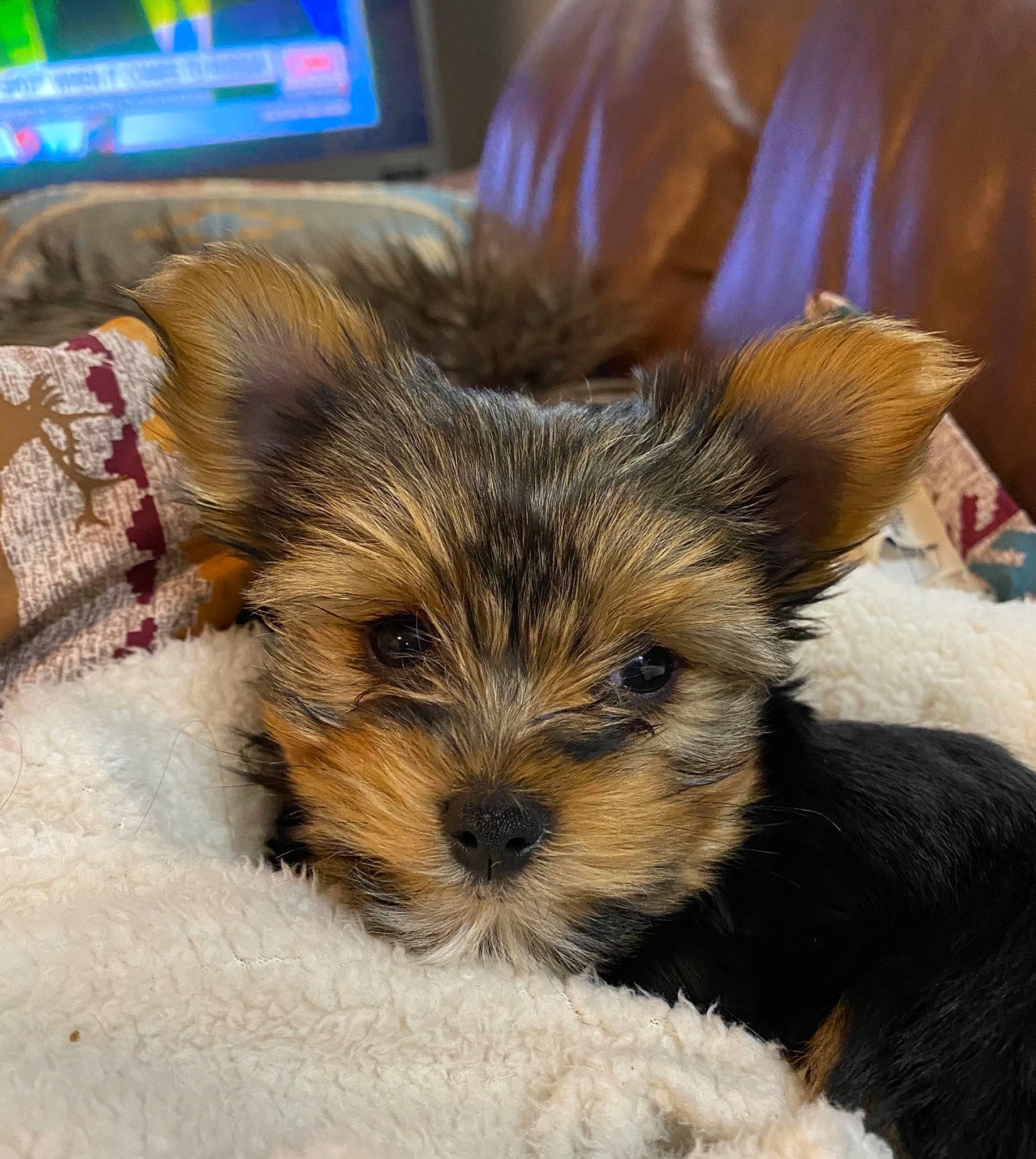 Brutus is registered to the contest to win money with this photo: australian_terrier, canidae, carnivore, companion_dog, display_device, dog, dog_breed, flat_panel_display, fur, norwich_terrier, puppy, small_terrier, snout, television, television_set, terrier, toy_dog, vertebrate, working_animal, yorkipoo