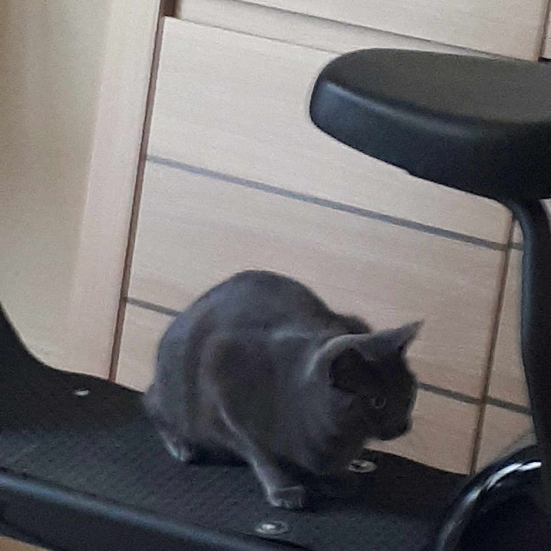 Tina a rejoint le concours — aidez-le/la à gagner de superbes lots ! animal, bed, blackcat, cat, chair, cushion, desk, drawer, furniture, homedecor, kitten, manx, motorcycle, motorscooter, pet, plywood, table, transportation, vehicle, wood