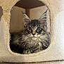 Scaar a rejoint le concours — aidez-le/la à gagner de superbes lots ! abyssinian, angora, animal, architecture, blanket, building, cat, cushion, den, doghouse, hole, homedecor, indoors, kennel, kitten, manx, outdoors, pet, shelter, towel