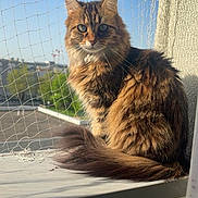 Vanille a rejoint le concours — aidez-le/la à gagner de superbes lots ! cat, fluffy, windowsill, sunlight, blue_sky, net, outdoor, pet, animal, feline, brown, tabby, tail, sitting, portrait, daylight, nature, domestic, cute, alert