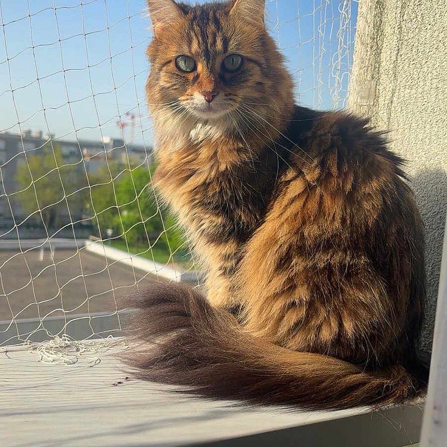 Vanille a rejoint le concours — aidez-le/la à gagner de superbes lots ! cat, fluffy, windowsill, sunlight, blue_sky, net, outdoor, pet, animal, feline, brown, tabby, tail, sitting, portrait, daylight, nature, domestic, cute, alert