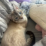Winston is registered to the contest to win money with this photo: cat, blue_eyes, feline, pet, indoor, blanket, pillow, cozy, fur, tail, relaxing, cute, looking_up, soft_texture, resting, domestic_animal, comfort, home, animal, sleepy