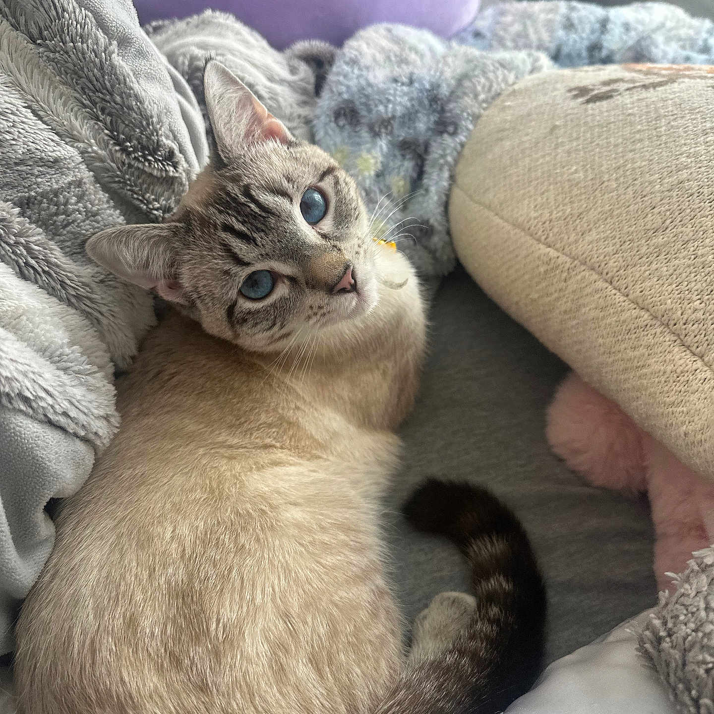 Winston is registered to the contest to win money with this photo: cat, blue_eyes, feline, pet, indoor, blanket, pillow, cozy, fur, tail, relaxing, cute, looking_up, soft_texture, resting, domestic_animal, comfort, home, animal, sleepy