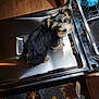 Bodie is registered to the contest to win money with this photo: animal, appliance, baby, canine, car, computer, device, dishwasher, dog, electricaldevice, electronics, laptop, pc, person, pet, puppy, terrier, transportation, vehicle, wood