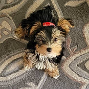 Bodie is registered to the contest to win money with this photo: animal, ball, canine, cockerspaniel, couch, dog, face, football, furniture, head, homedecor, papillon, person, pet, puppy, sleeping, soccer, soccerball, sport, terrier