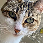 Lola is registered to the contest to win money with this photo: cat, tabby, close_up, whiskers, green_eyes, fur, pet, animal, cute, curious, face, nose, indoors, portrait, feline, mammal, looking, soft_light, domestic_cat, whisker_detail