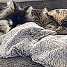 Snow participe au concours pour gagner de l'argent avec cette photo : dog, cat, sleeping, blanket, cozy, fur, pet, resting, indoor, couch, tabby_cat, fluffy, closeup, napping, animal, companion, cute, relaxation, soft_texture, peaceful